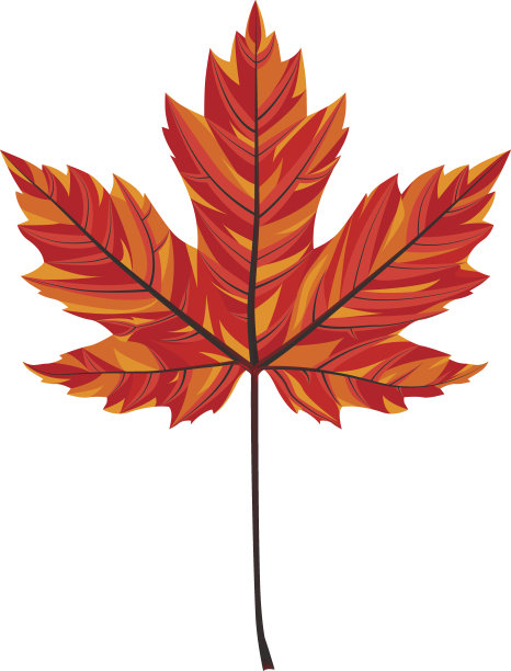 枫叶矢量插图图片下载