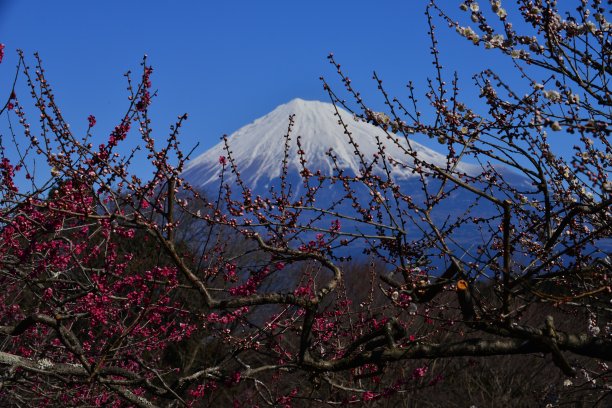 富士市岩本山公园的富士山和梅花图片下载