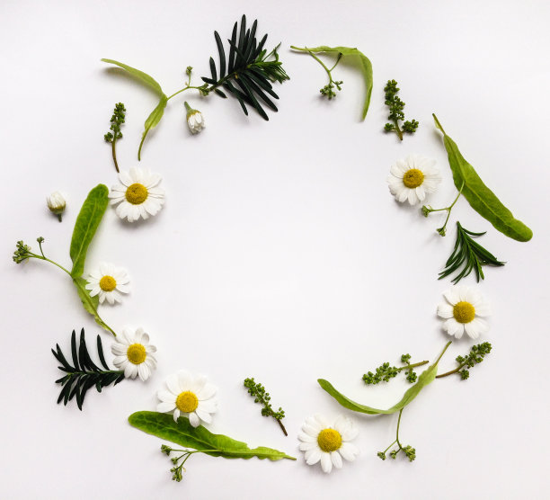 五颜六色的夏季圆形框架与草本和鲜花素材图片