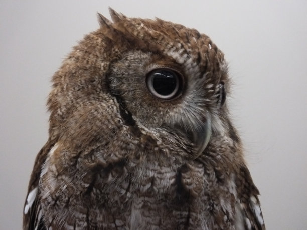 东方尖叫猫头鹰(超级警察asio)图片下载