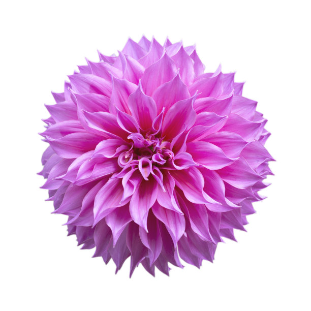 五彩缤纷的大丽花图片下载