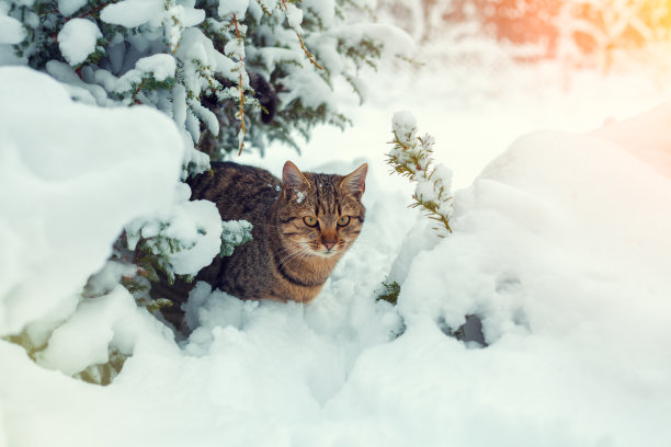 流浪的成年猫坐在白雪覆盖的森林里图片下载