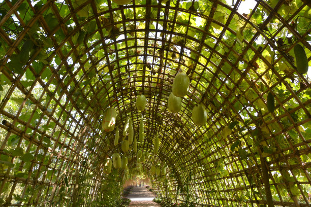 树上冬瓜图片下载