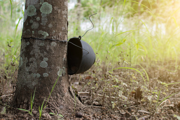 老橡胶园，泰国的橡胶园。图片下载