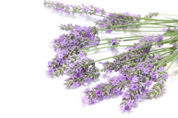 白色盛开的日本薰衣草#2图片下载