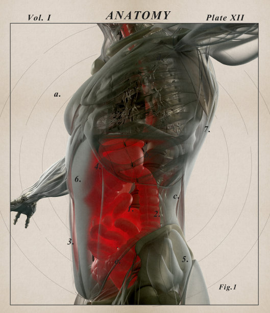 消化系统，人体解剖学，x光扫描。3 d演示。图片下载