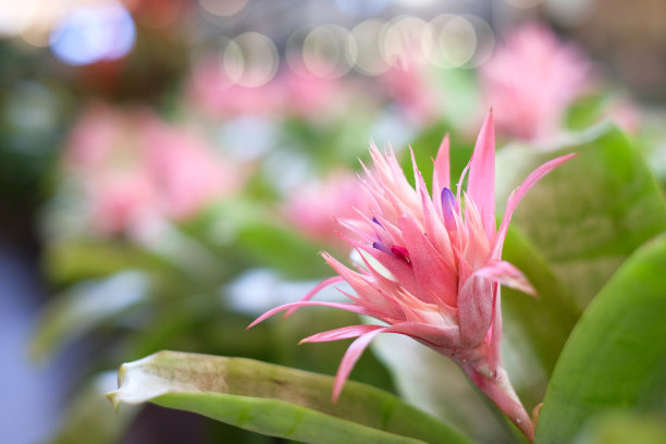 粉红色的花和很好的散景背景图片下载