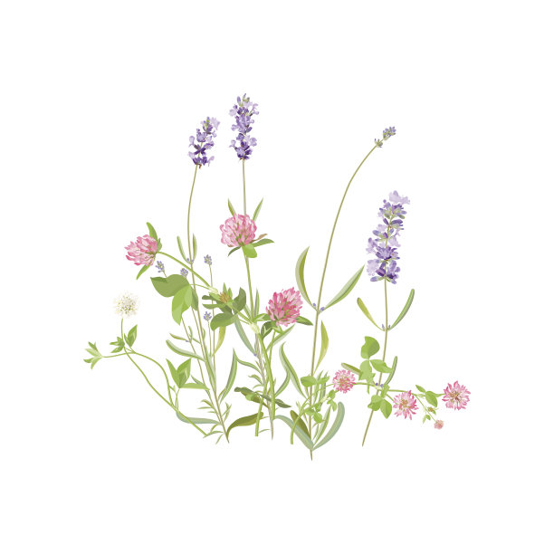 夏天的草地鲜花。图片下载