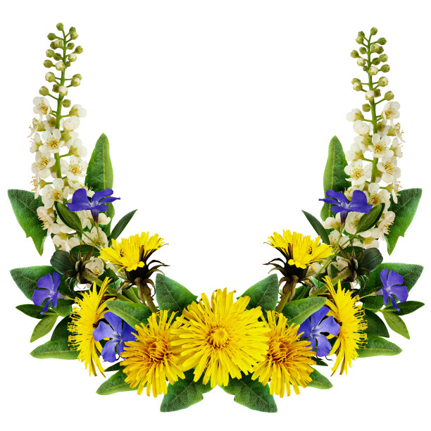 蒲公英、鸟樱花和长春花相框图片下载