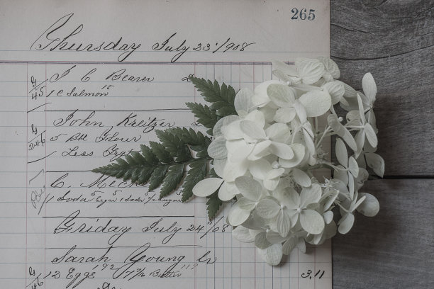 白色绣球花2图片下载