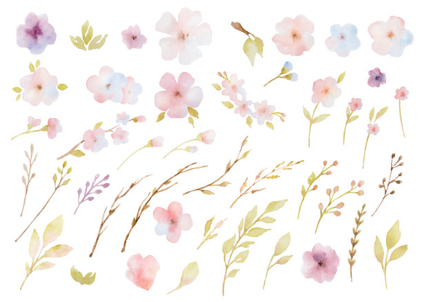 水彩画一套花，叶和树枝。图片下载
