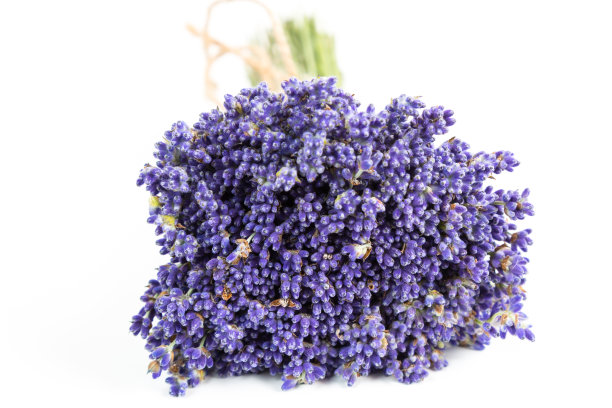 白色背景上的一束薰衣草花图片下载