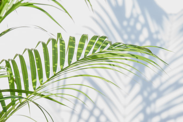 白墙上的棕榈叶和影子图片下载