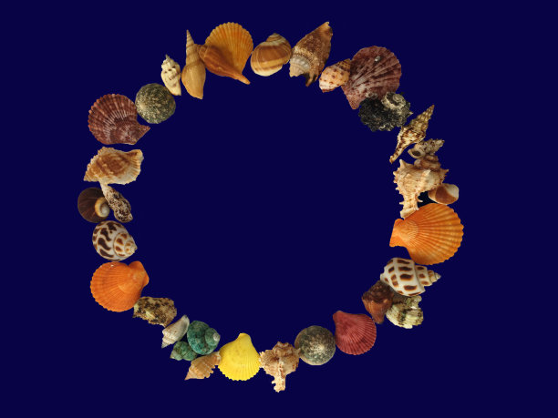 背景照片的框架海贝壳在蓝色的背景。图片下载