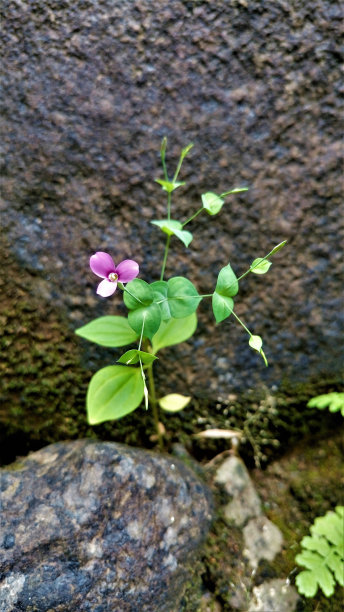 岩石上的粉红花朵图片下载