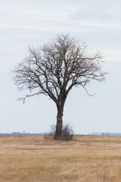 没有叶子的树图片下载