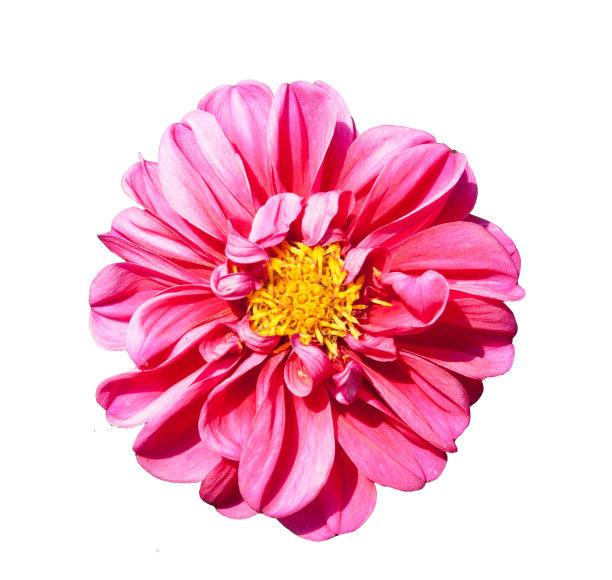 蒙娜丽莎花粉红花春花孤立图片下载