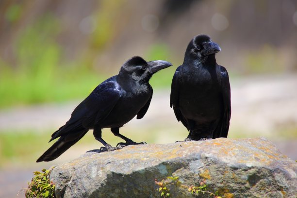 克劳人图片下载