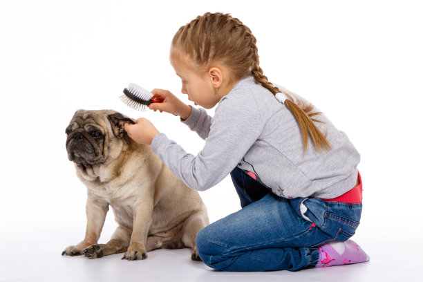 女孩在白色的背景上梳毛哈巴狗图片下载