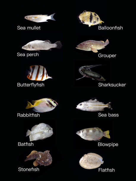 常见的咸水鱼图片下载