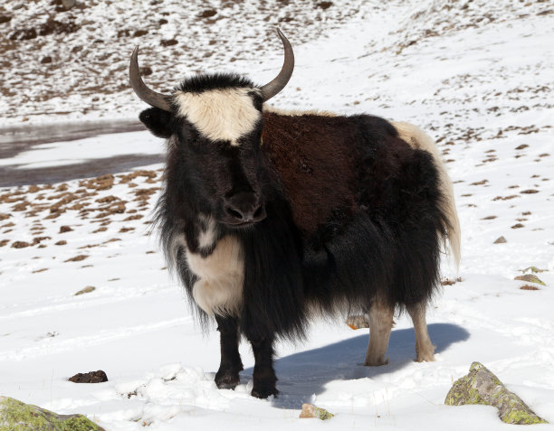 白雪背景上的黑白牦牛图片下载