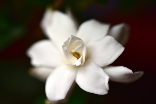 宏白花图片下载