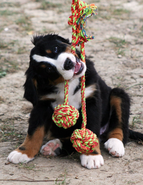 伯尔尼兹Mountaindog小狗图片下载