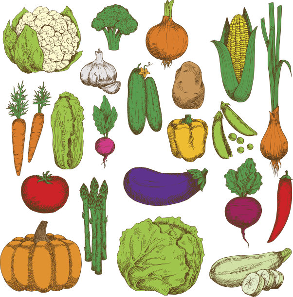 健康多汁的新鲜蔬菜素描符号素材图片