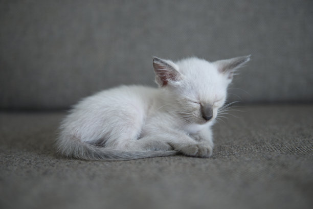 可爱的暹罗小猫图片下载