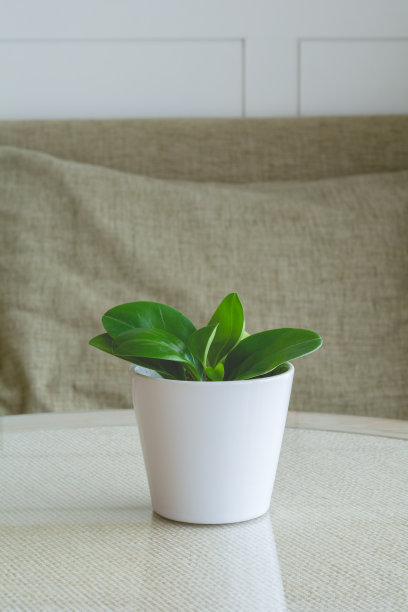 白色的花盆图片下载