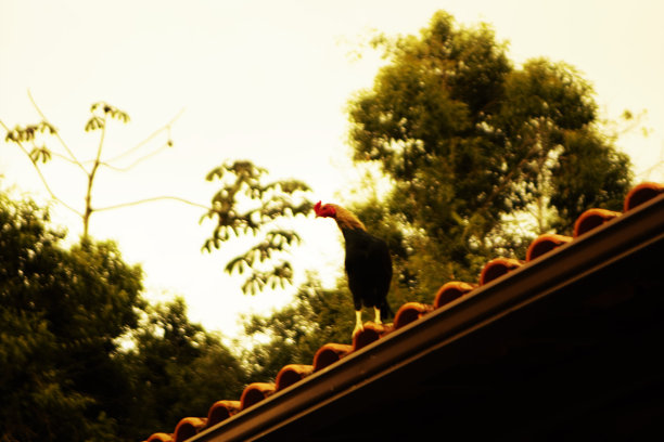 屋顶上的公鸡图片下载