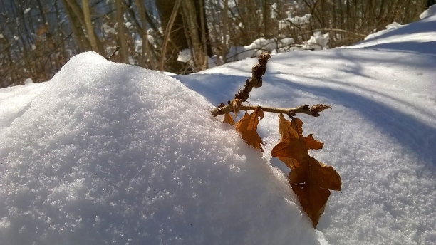 橡树枝上覆盖着雪。图片下载