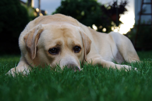 被遗弃的狗在等待主人图片下载