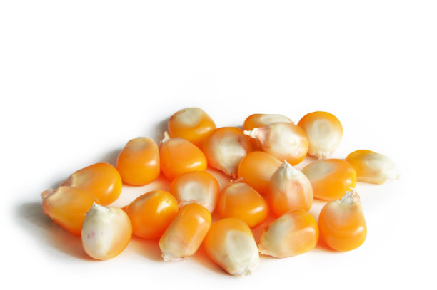 在白色背景上分离的玉米种子图片下载