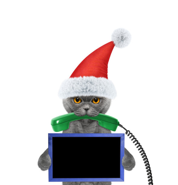 圣诞猫用嘴叼着电话图片下载