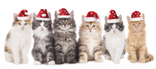 六只戴着圣诞帽的小猫排成一排图片下载