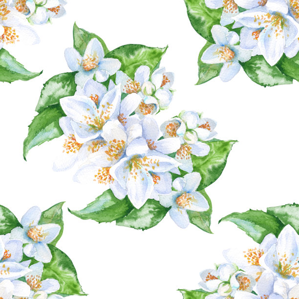 背景茉莉花。无缝模式。水彩并图片下载