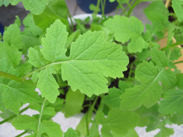 阳台上花盆里的芥末图片下载