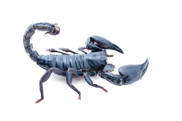 蝎子在白色的背景。图片下载