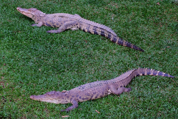 鳄鱼图片下载