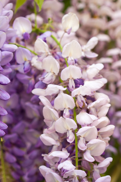 紫藤鲜花的背景。图片下载