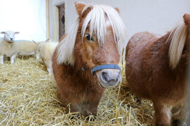 你好人图片下载