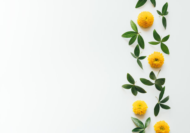 黄色的花和叶与复制空间图片下载
