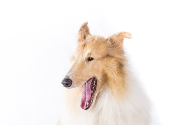 牧羊犬微笑图片下载