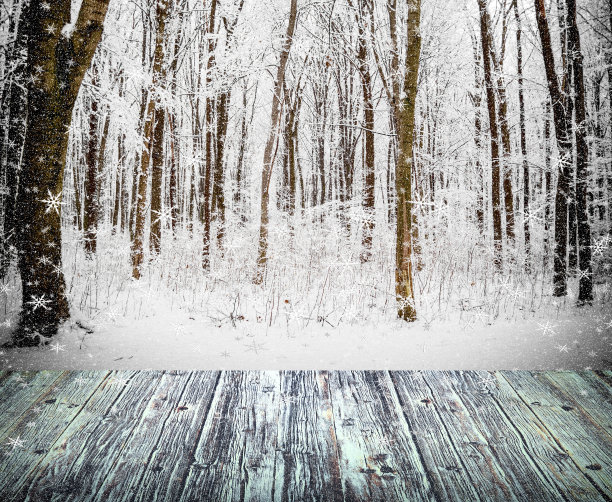 冬季森林树木。图片下载