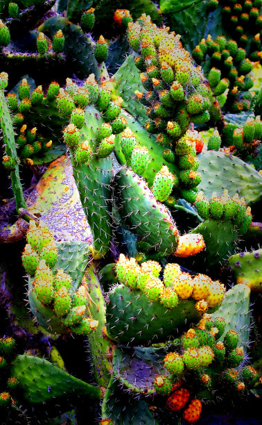 仙人掌梨图片下载