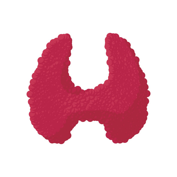 甲状腺卡通图标图片下载