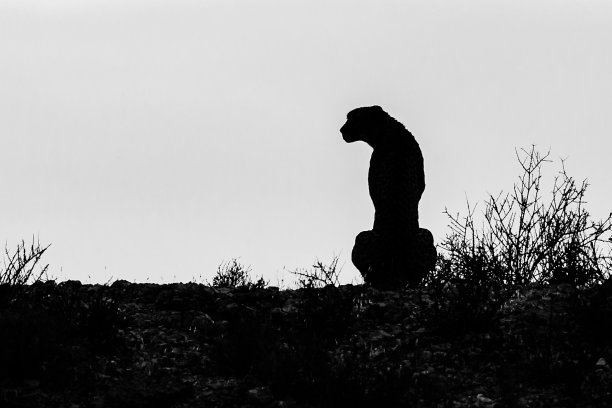 猎豹,剪影图片下载