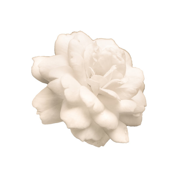 白玫瑰孤立图片下载