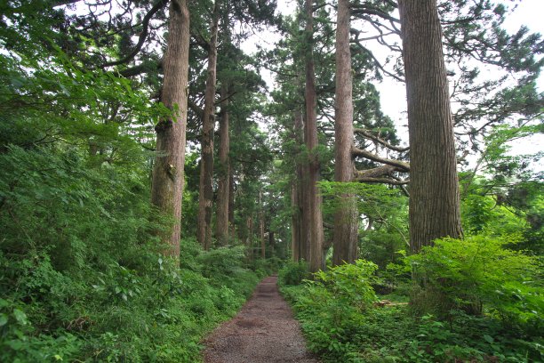 老箱根海斗路图片下载